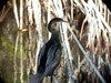 anhinga5