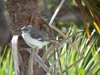 northern mockingbird