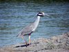 yellow-crowned night heron2