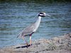 yellow-crowned night heron2