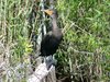 double crested cormorant