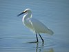 snowy egret2