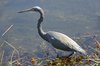 tri-coloured heron