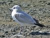 ring-billed-gull2