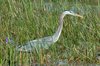 great blue heron