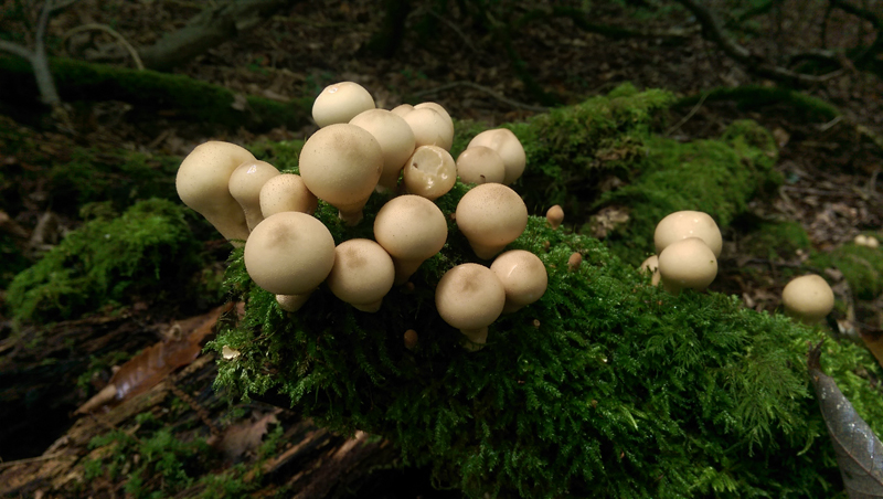 Lycoperdon pyriforme