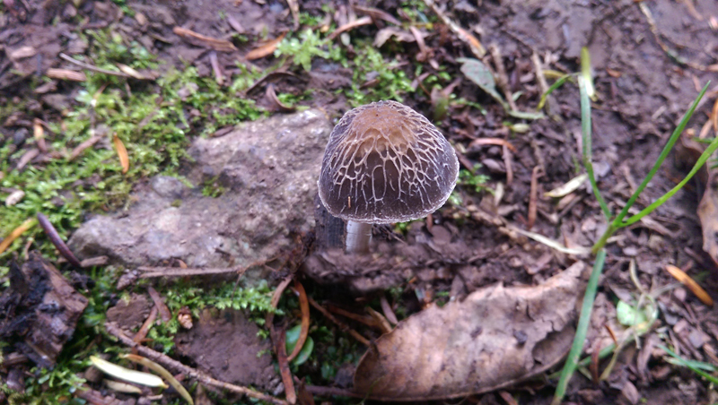 Pluteus thomsonii