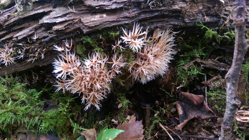 Pterula multifida