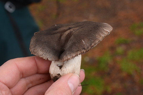 Tricholoma terreum