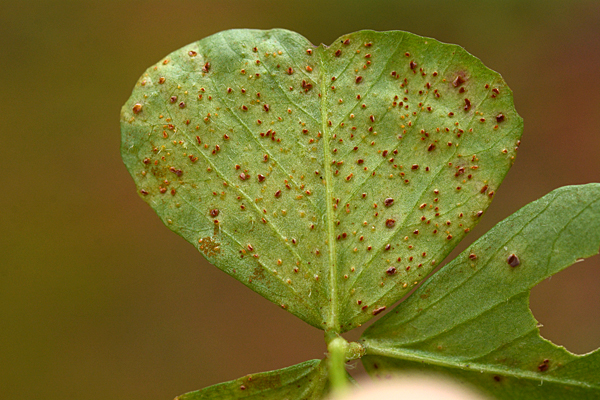 Uromyces pisi-sativi 