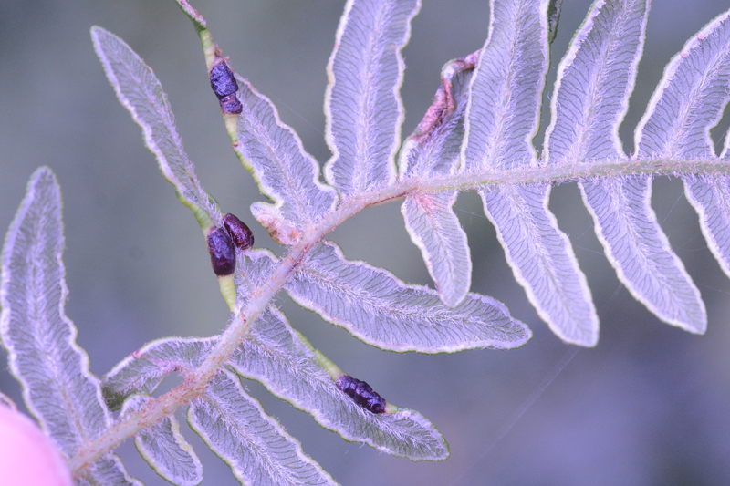 Dasineura pteridis