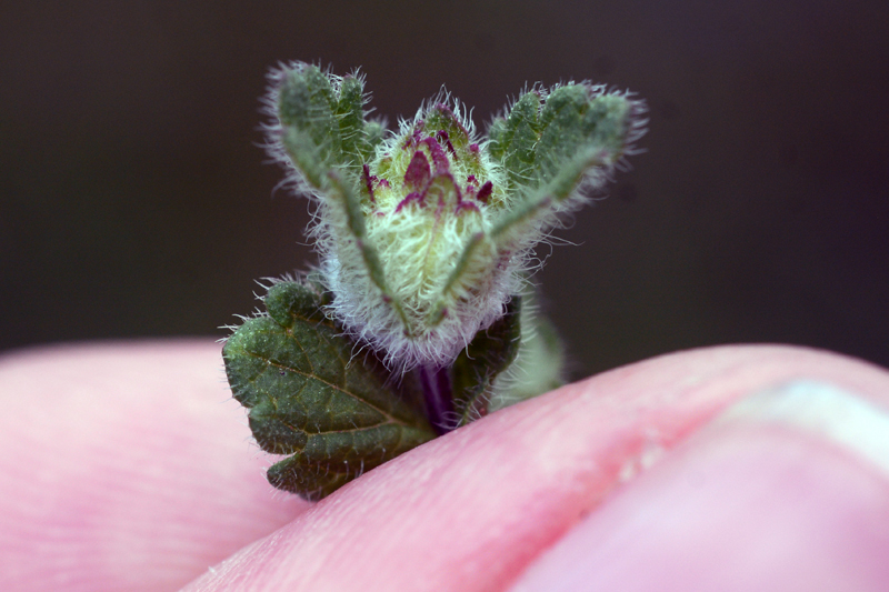 Jaapiella veronicae