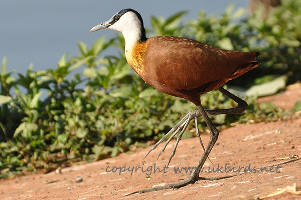 African Jacana