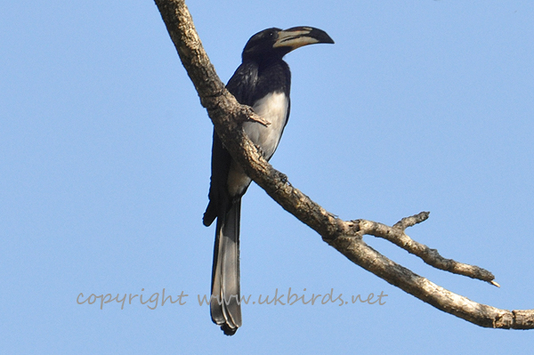 African Pied Hornbill