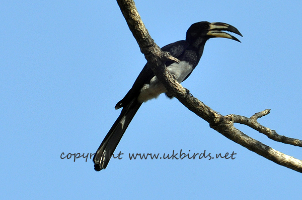 African Pied Hornbill