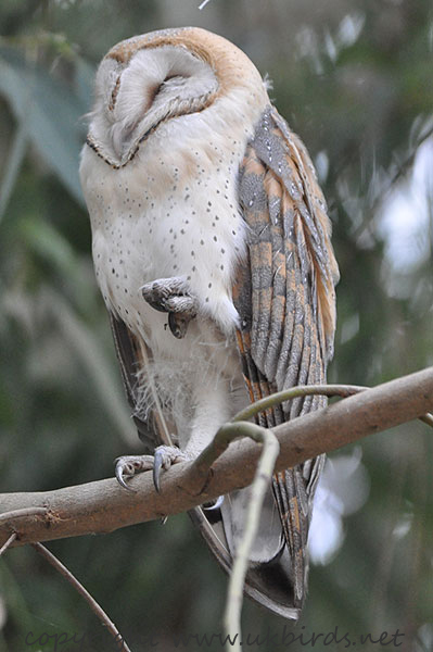 Barn Owl