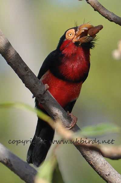 Bearded Barbet