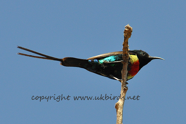 Beautiful Sunbird