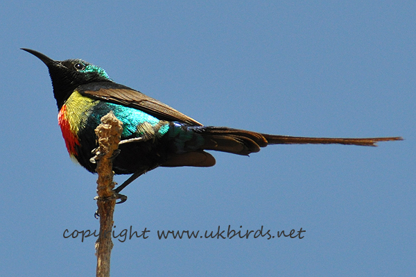 Beautiful Sunbird