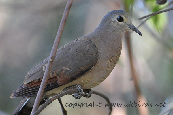 Black-billed Wood Dove