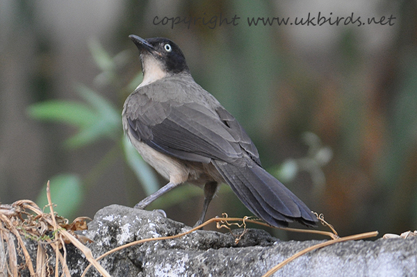 Blackcap Babbler