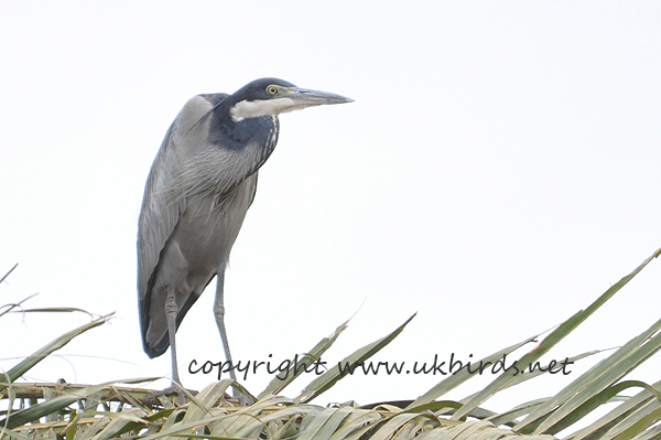 Black-headed Heron