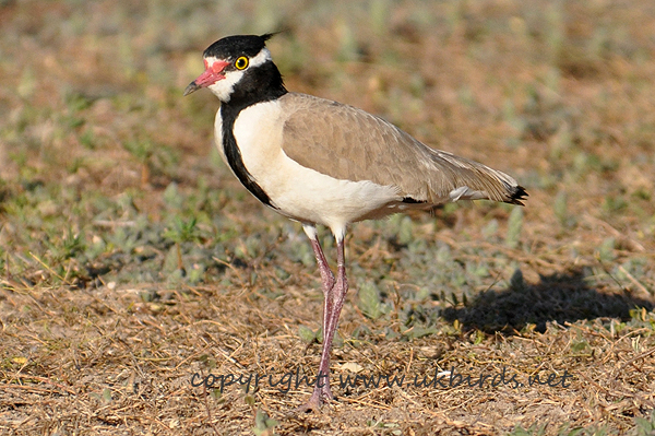 Black-headed Plover