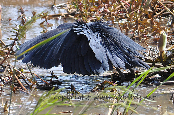 Black Heron