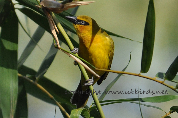 Black-necked Weaver