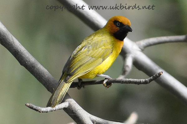 Black-necked Weaver