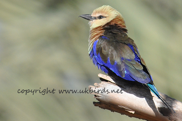 Blue-bellied Roller