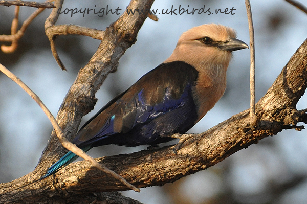 Blue-bellied Roller