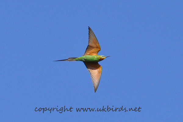 Blue-cheeked Bee-eater