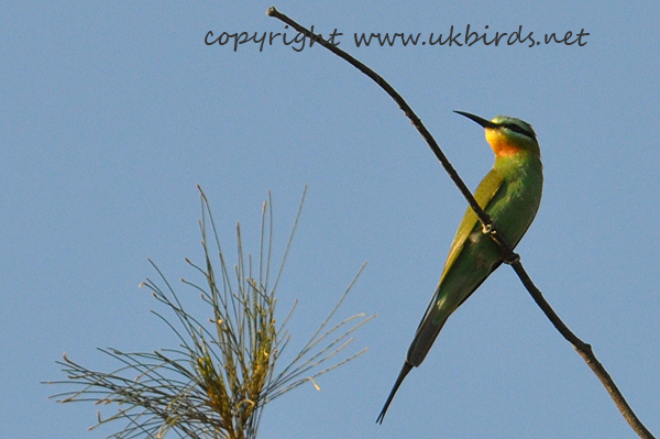 Blue-cheeked Bee-eater