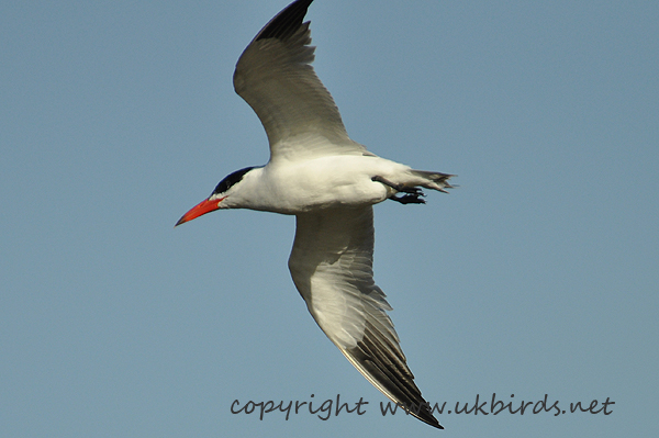 Caspian Tern