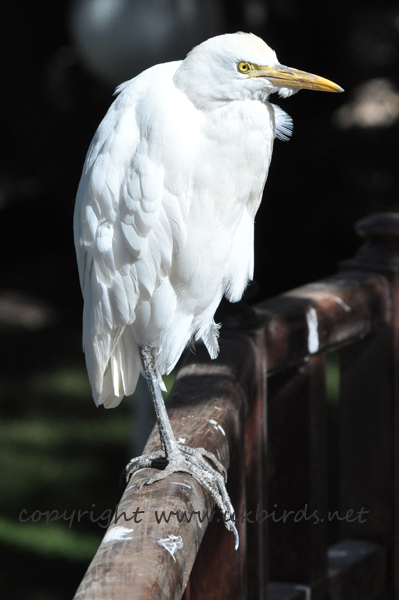 Cattle Egret