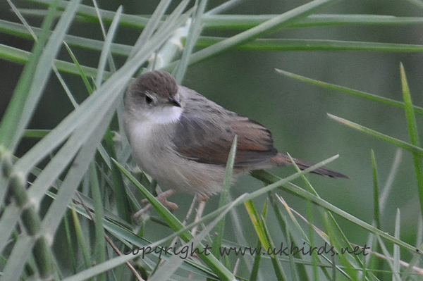 Singing Cisticola