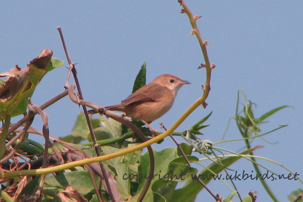 Whistling Cisticola 