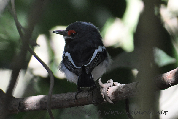 Common Wattle-eye