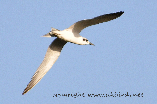 Gull-billed Tern