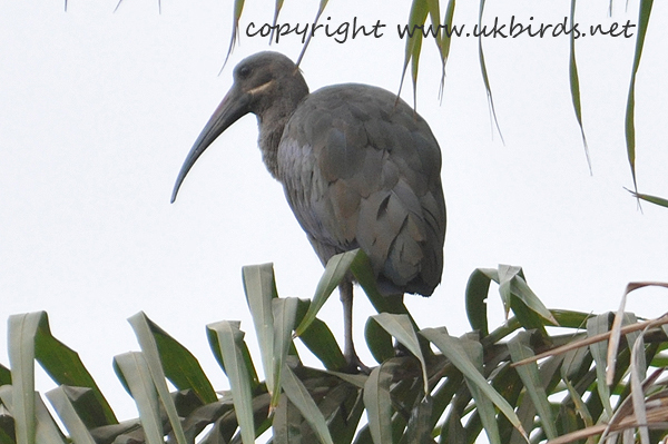 Hadada Ibis