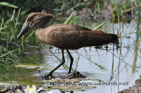 Hamerkop