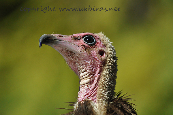 Hooded vulture