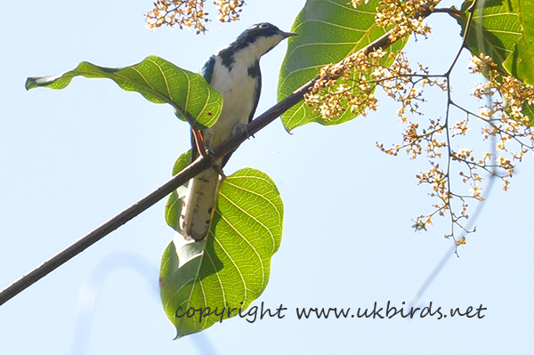 Klass's Cuckoo