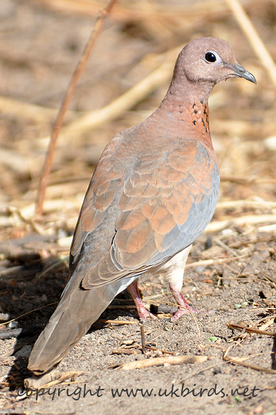 Laughing Dove