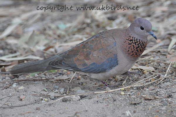 Laughing Dove