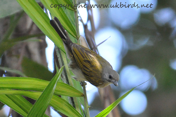 Lesser Honeyguide