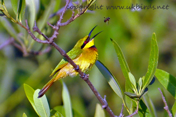 Little Bee-eater