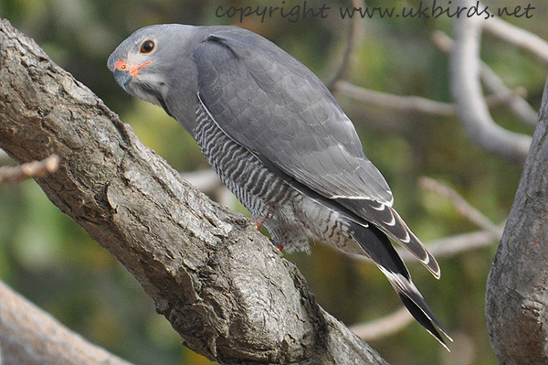 Lizard Buzzard