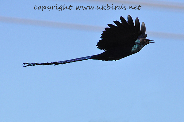 Long-tailed Glossy Starling